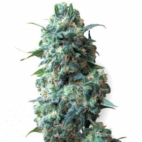 Тұқымдар тұқымдары Afghan Kush feminised Ganja Seeds