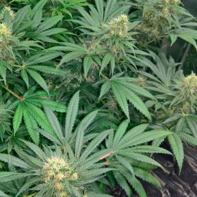 Каннабис тұқымдары Early Skunk regular Ganja Seeds