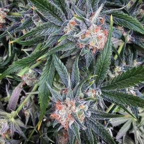 Тұқымдар тұқымдары G13 Haze regular Ganja Seeds
