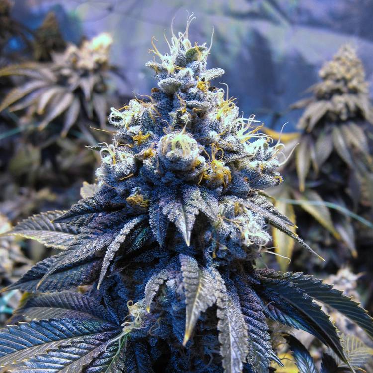 Auto Sinevir regular Ganja Seeds