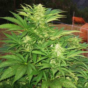 Марихуана тұқымдары Narkush regular Ganja Seeds