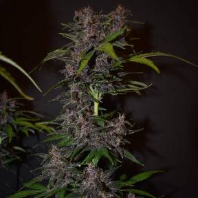 Auto Blackberry Kush feminised Ganja Seeds
