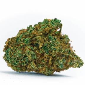 Auto White Dwarf CBD feminised Ganja Seeds