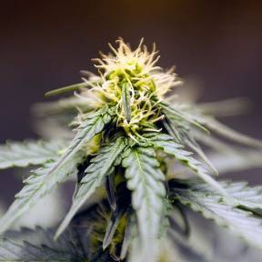 Auto Lowryder regular Ganja Seeds