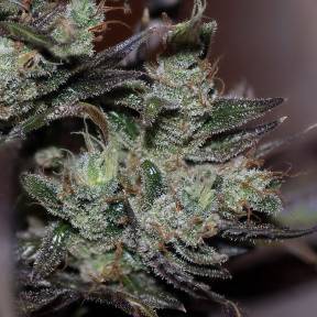 Тұқымдар тұқымдары Early Durban regular Ganja Seeds