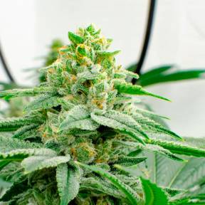 Каннабис тұқымдары Kerosene Krash feminised Ganja Seeds