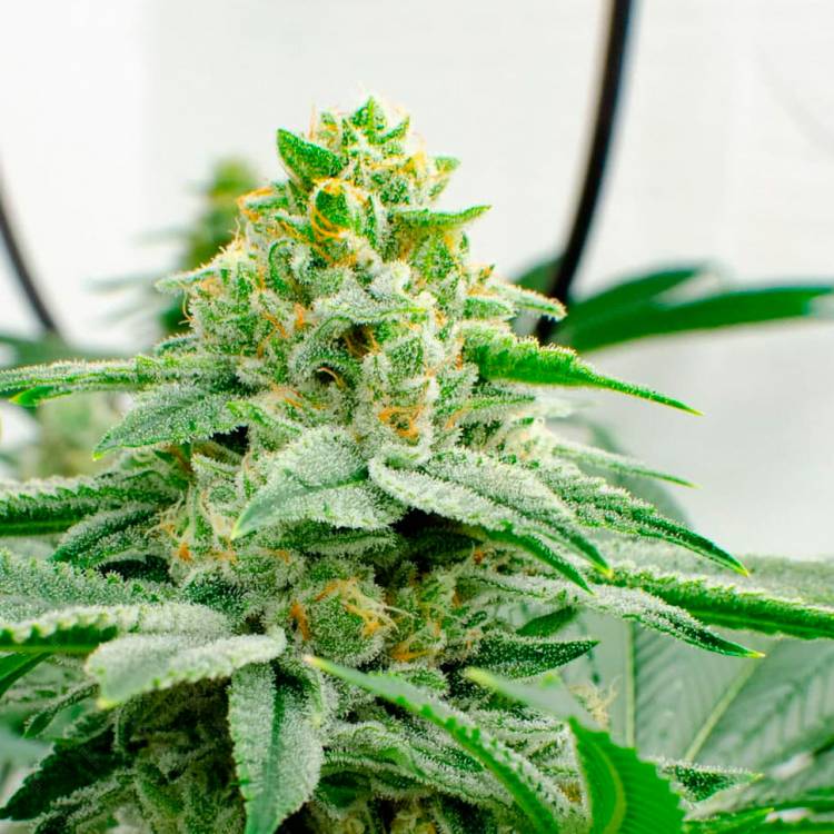 Каннабис тұқымдары Kerosene Krash feminised Ganja Seeds