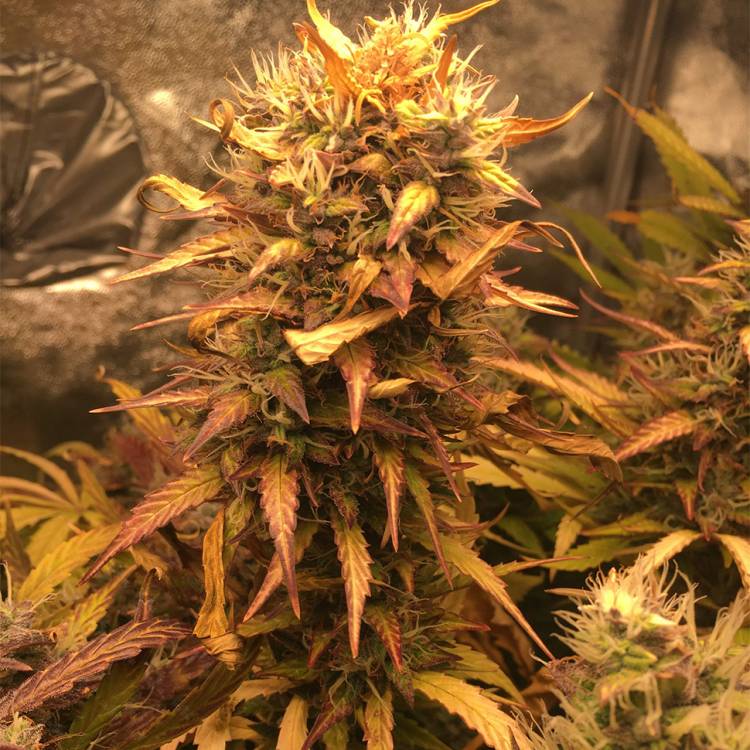 Auto Brooklyn Sunrise feminised Ganja Seeds