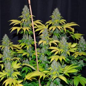 Тұқымдар тұқымдары Bubble Gum regular Ganja Seeds