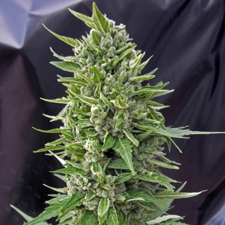 Тұқымдар Northern Lights regular Ganja Seeds