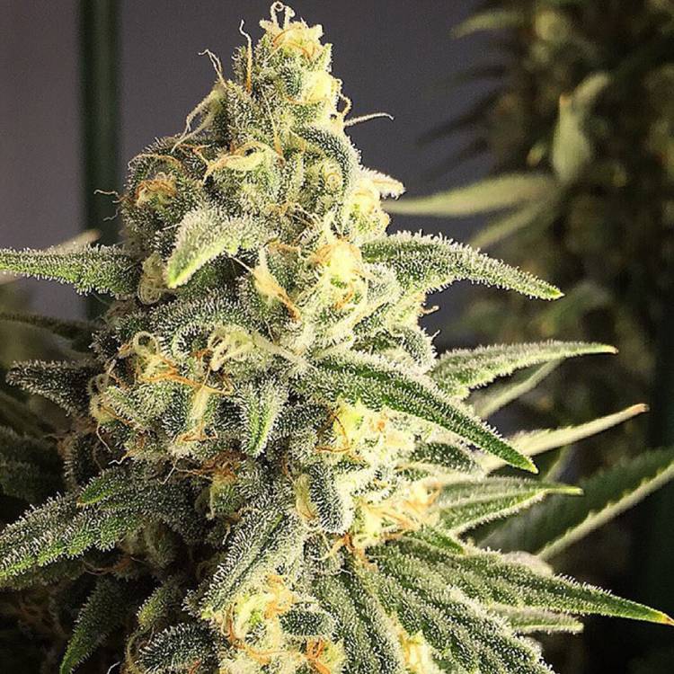 Тұқымдар Cream 47 regular Ganja Seeds