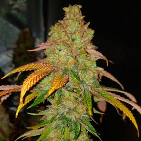 Тұқымдар тұқымдары Bad Azz Kush feminised Ganja Seeds