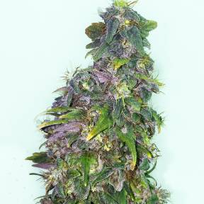 Тұқымдар Mazar regular Ganja Seeds