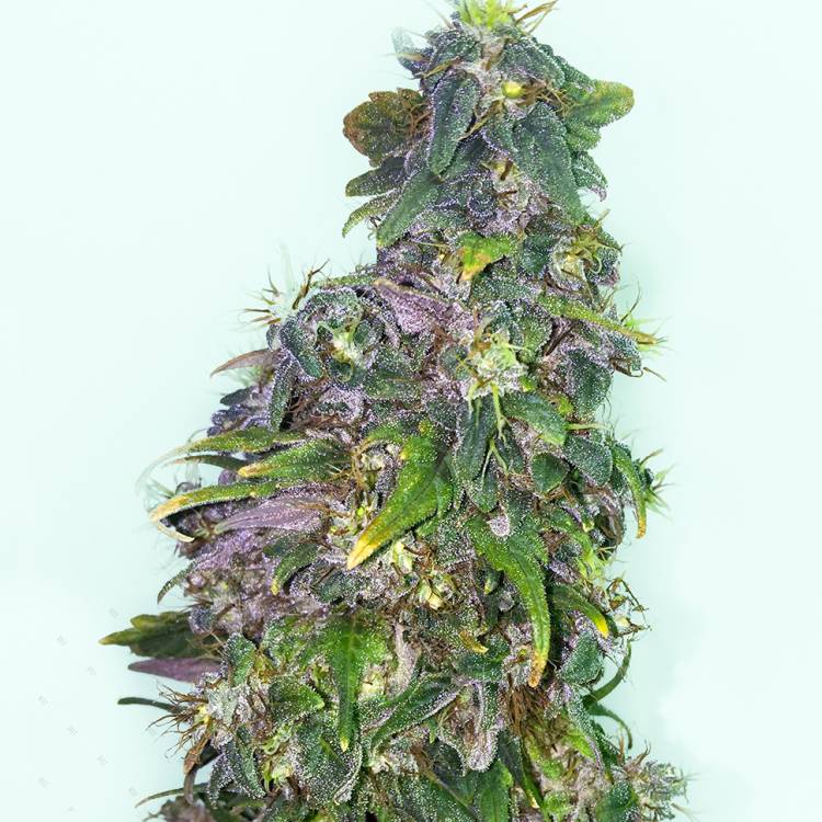 Тұқымдар Mazar regular Ganja Seeds