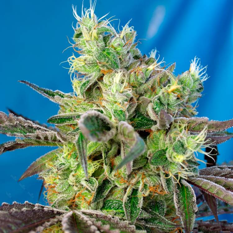 Қарасора тұқымдары Do-Sweet-Dos feminised Ganja Seeds
