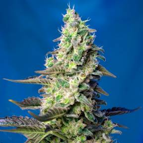 Тұқым Green Poison feminised Ganja Seeds