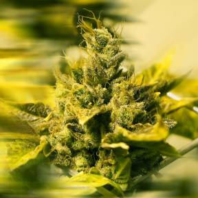 Каннабис тұқымдары Era regular Ganja Seeds