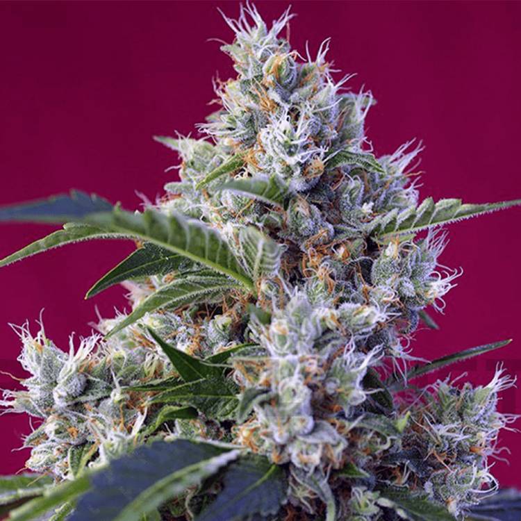 Марихуана тұқымдары Indigo Berry Kush feminised Ganja Seeds