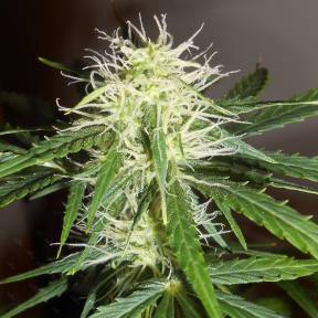 Auto Lowryder2 regular Ganja Seeds