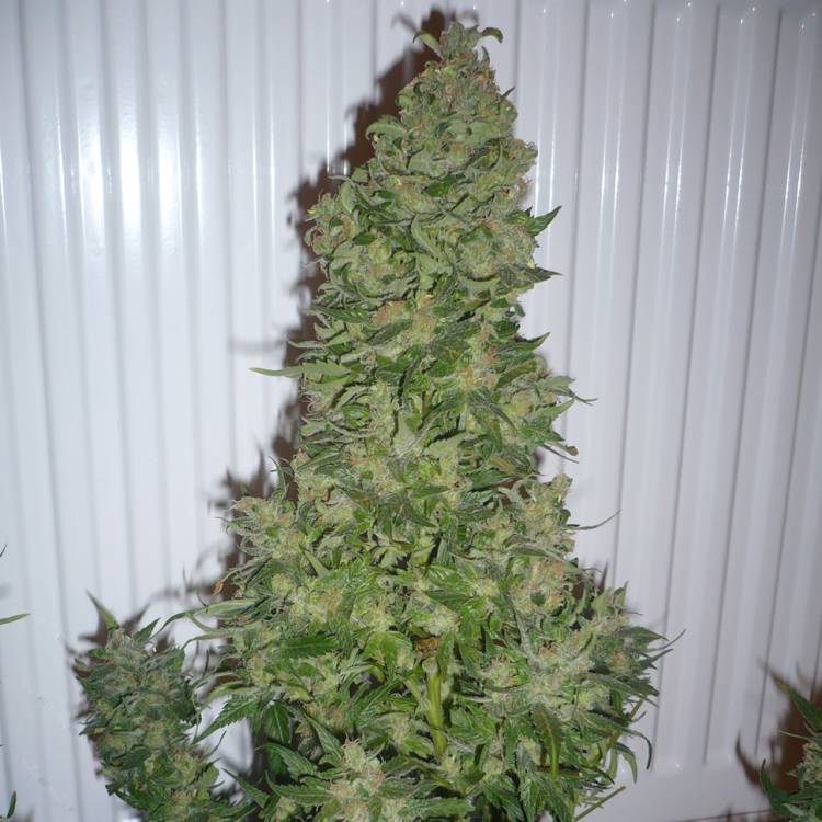 Каннабис тұқымдары AK 47 regular Ganja Seeds