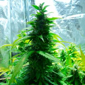 Auto Super Skunk regular Ganja Seeds