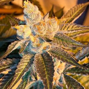 Марихуана тұқымдары Cyclops regular Ganja Seeds