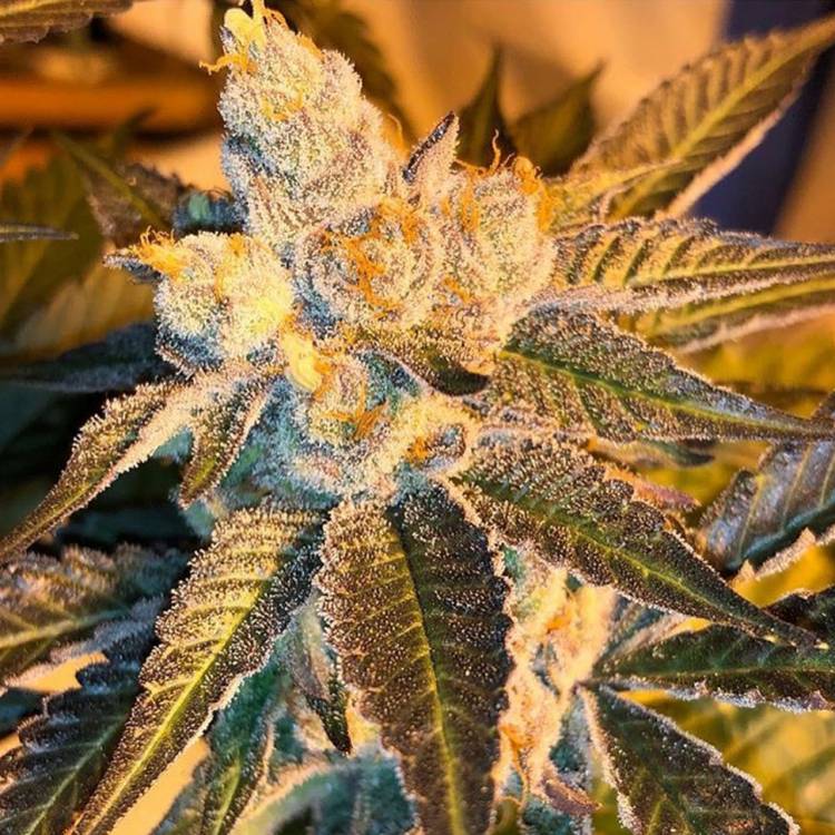 Марихуана тұқымдары Cyclops regular Ganja Seeds