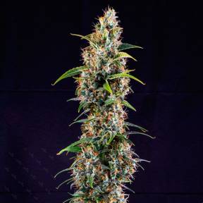 Тұқымдар Watermelon Zkittlez feminised Ganja Seeds