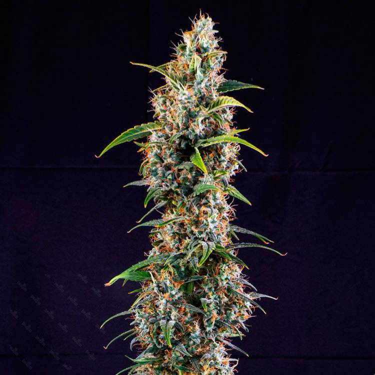 Тұқымдар Watermelon Zkittlez feminised Ganja Seeds