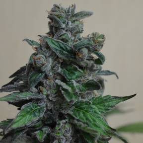 Тұқымдар Кубанский убийца feminised Ganja Seeds