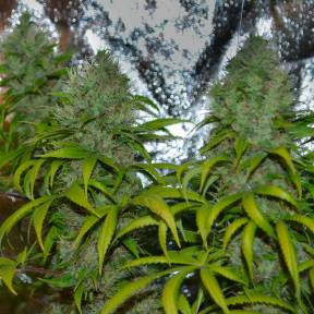 Тұқымдар La Blanca regular Ganja Seeds