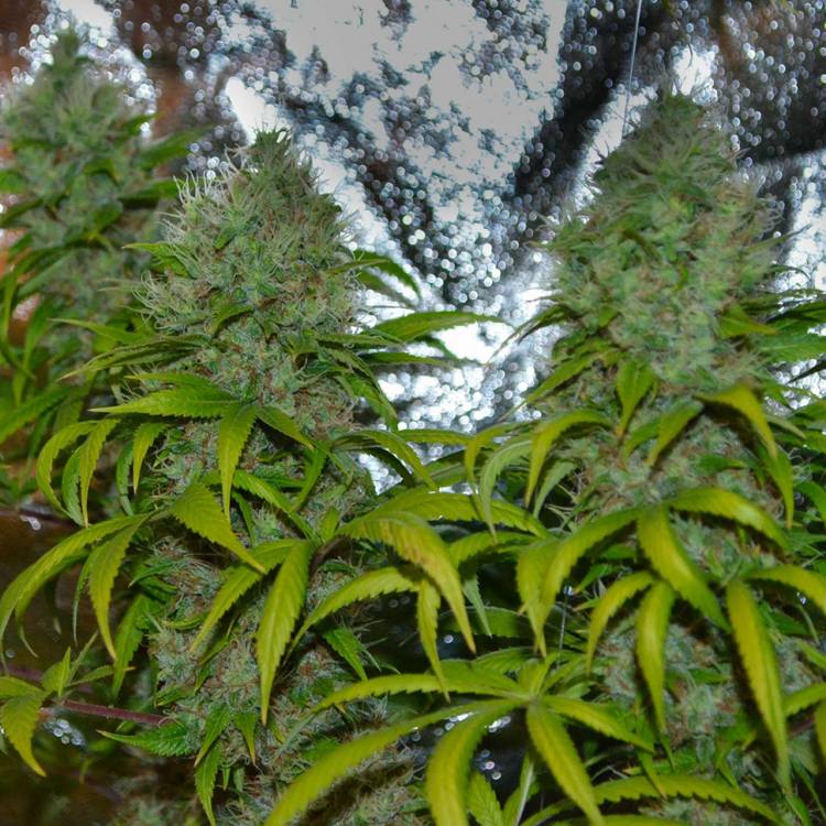 Тұқымдар La Blanca regular Ganja Seeds