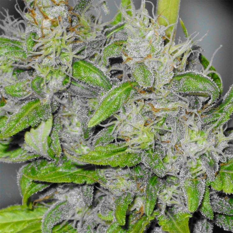 Қарасора тұқымдары Big Dutch Bud feminised Ganja Seeds