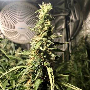 Каннабис тұқымдары Blue AK regular Ganja Seeds