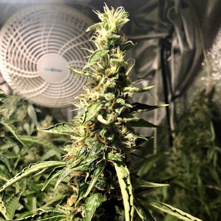 Каннабис тұқымдары Blue AK regular Ganja Seeds