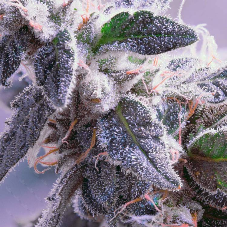 Каннабис тұқымдары Himalaya Blue Diesel regular Ganja Seeds