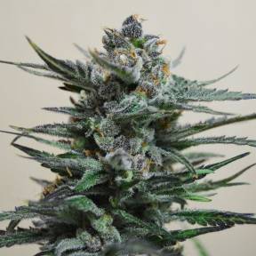 Auto Blue Acid regular Ganja Seeds