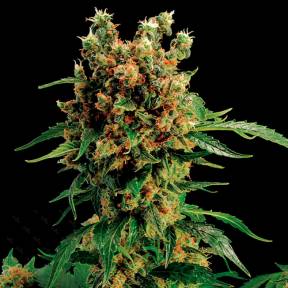 Қарасора тұқымдары California Hash Plant feminised Ganja Seeds