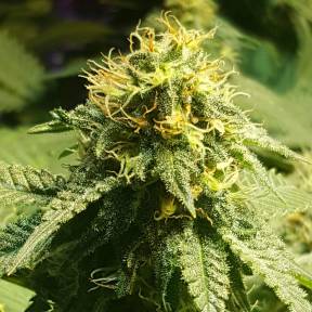 Тұқымдар тұқымдары Jamaica Blueberry regular Ganja Seeds