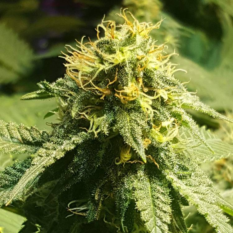 Тұқымдар тұқымдары Jamaica Blueberry regular Ganja Seeds
