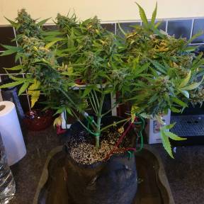 Марихуана тұқымдары Purple Ryder regular Ganja Seeds