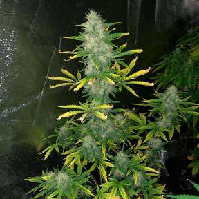 Тұқымдар Royal Gorilla feminised Ganja Seeds