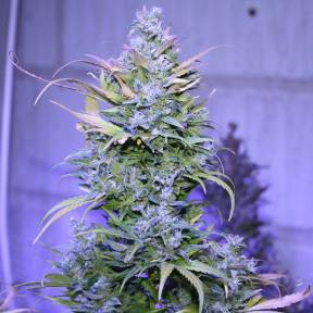 Auto AK 47 regular Ganja Seeds