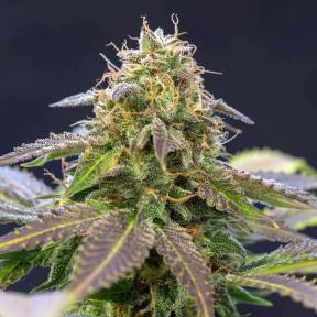 Тұқымдар тұқымдары Violator Kush feminised Ganja Seeds