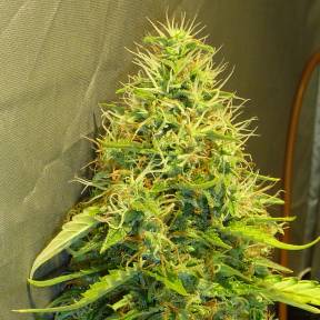Тұқымдар Fast Bud regular Ganja Seeds