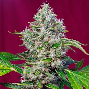 Қарасора тұқымдары San Fernando Lemon Kush feminised Ganja Seeds