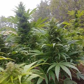 Тұқымдар Original Afghani regular Ganja Seeds