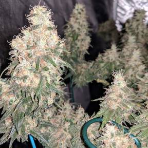 Марихуана тұқымдары G13 Skunk regular Ganja Seeds
