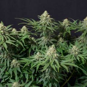 Тұқым Wedding Cheesecake feminised Ganja Seeds