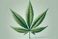 Cannabis ruderalis: Қалай арамшөп канна индустриясында серпіліс кілтіне айналды